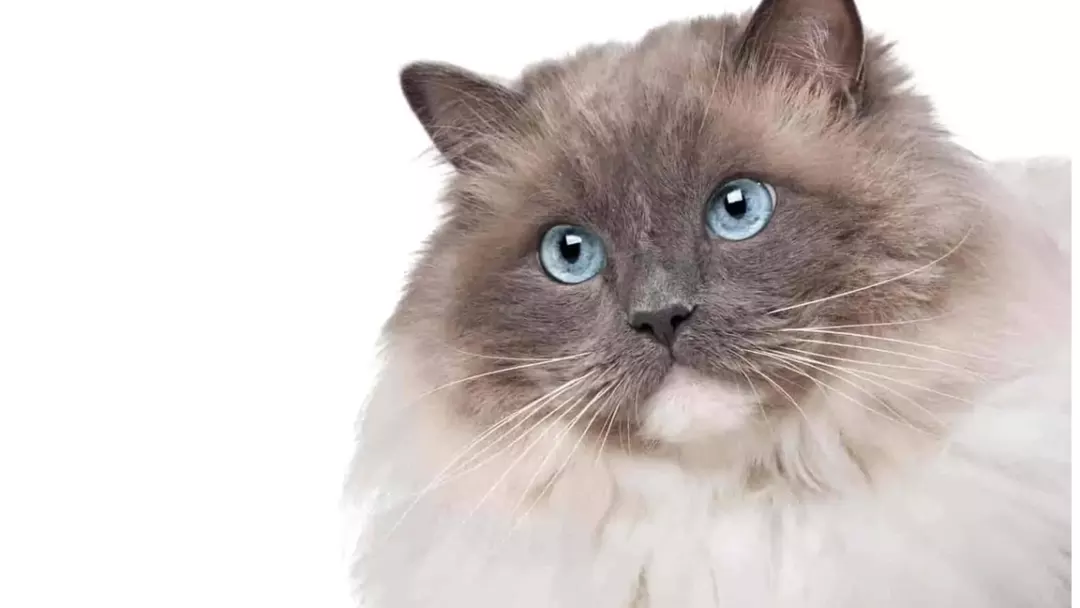 Are Ragdoll Mixes Classed as Purebred Cats