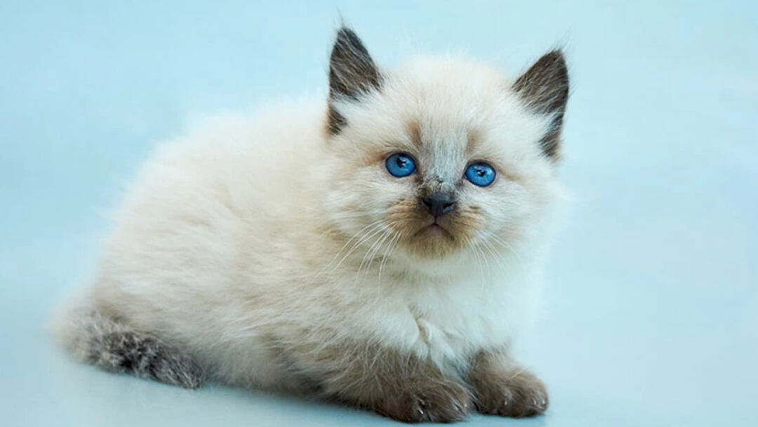 Balinese-Cat