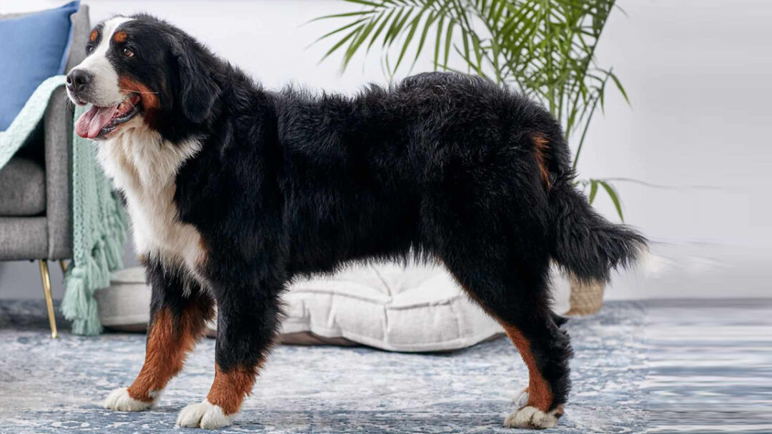 largest dog breed
