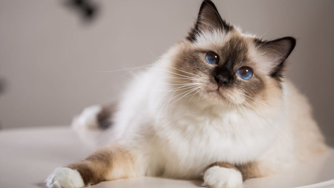 Birman-cat