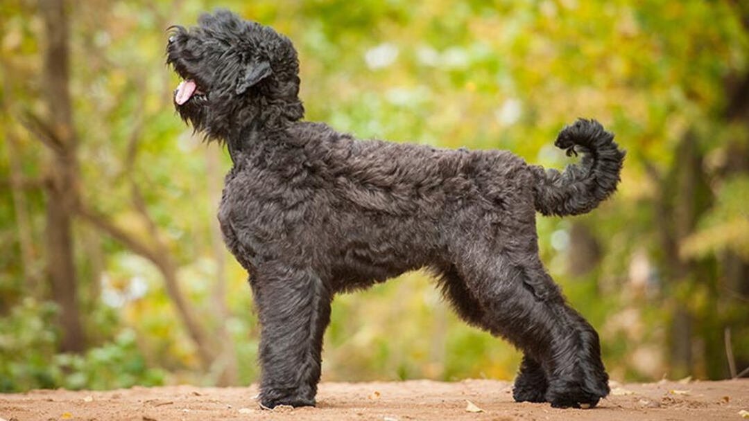 largest dog in the world