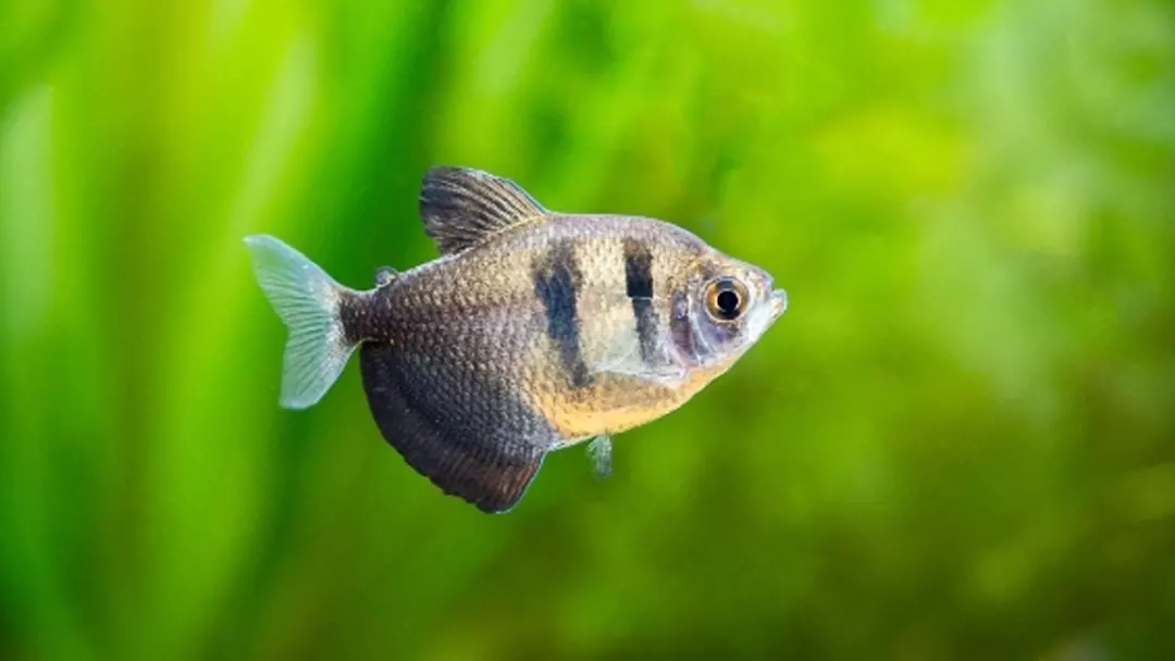 Black Skirt Tetra fish