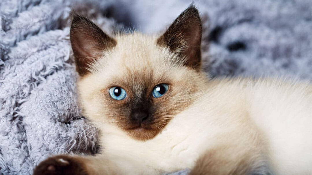Blue-Eyed-Cat-Breeds