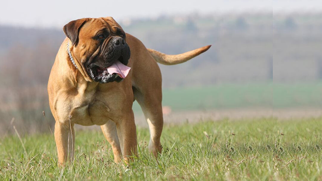 biggest dog breed