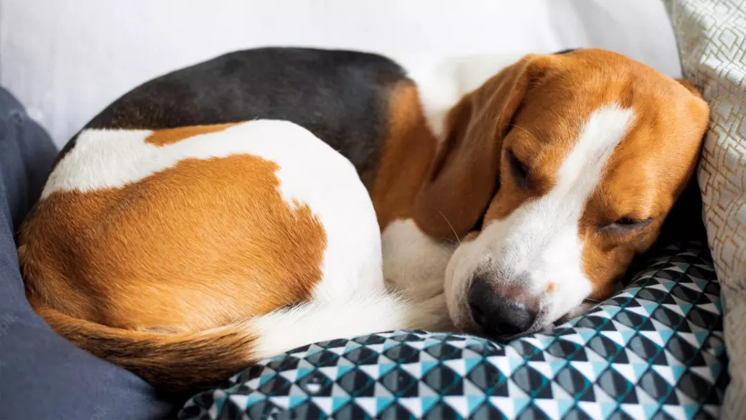 Can A Beagle Be the Best Dog for A First-Time Owner