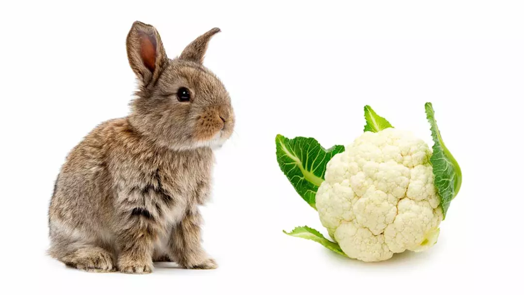 Can Rabbits Eat Cauliflower