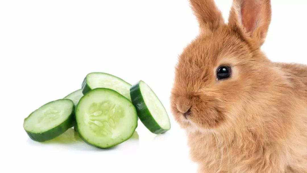 Rabbit Diet 101 Can Rabbits Eat Cucumbers?