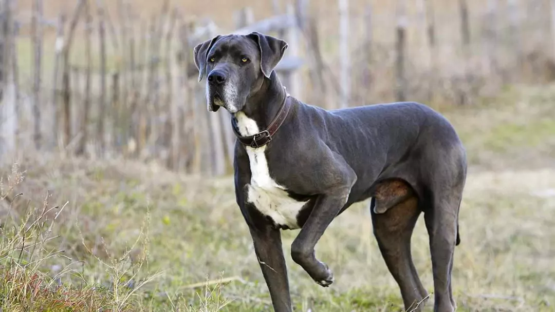 Characteristics of Great Dane Dog