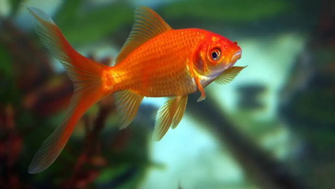 Common Goldfish