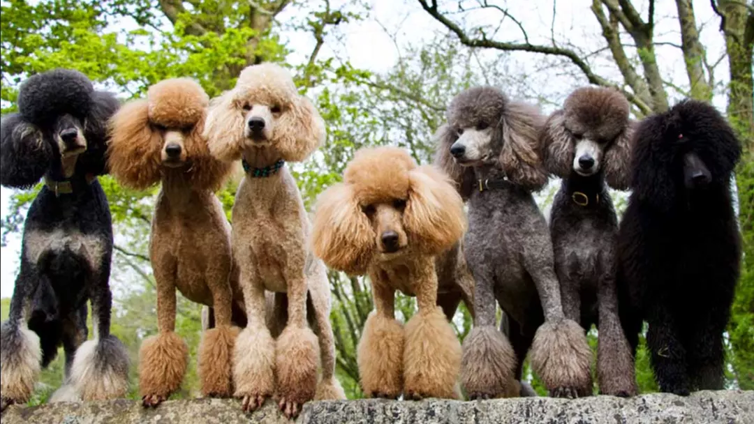 Different-Colors-of-Poodles