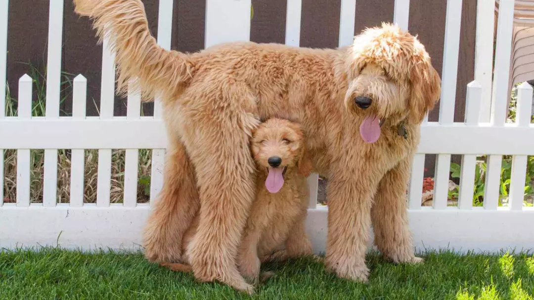 Everything You Need to Know About Different Types of Poodle Breeds and Colors
