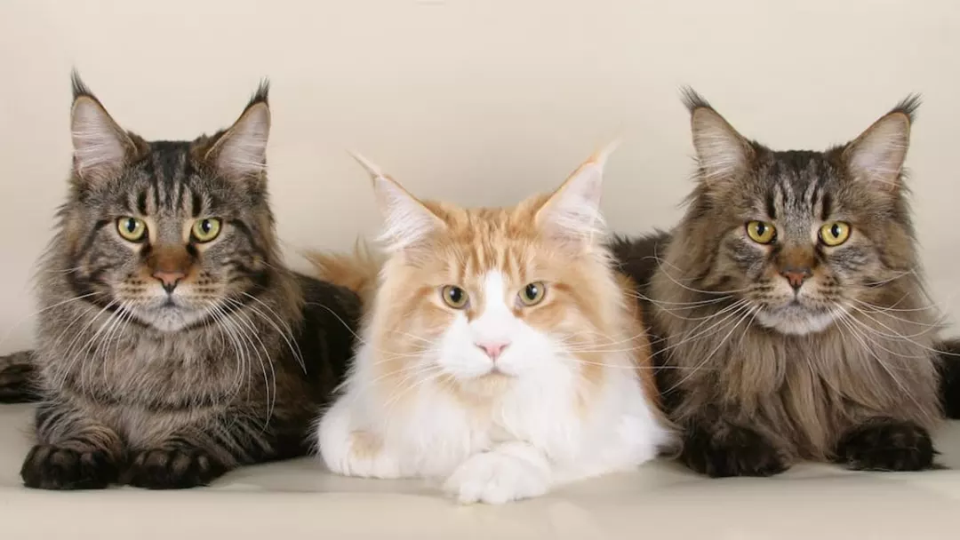 Perfect Maine Coon Breeder