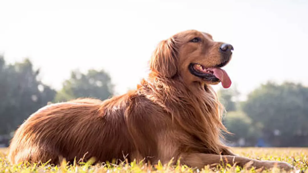 Golden Retrievers Are Blooming in Popularity