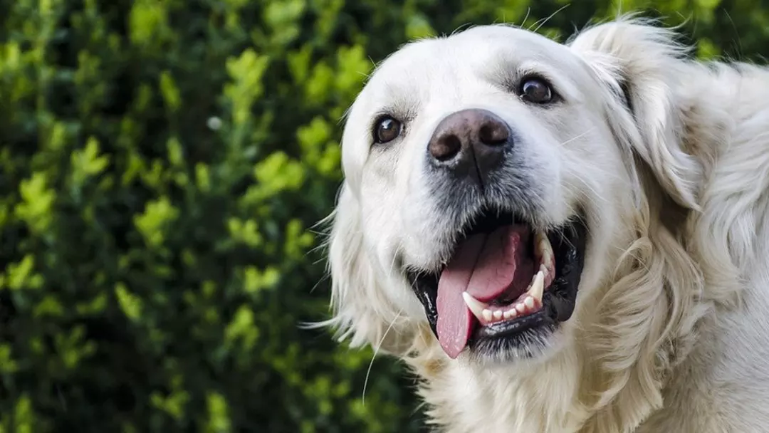 Golden Retrievers Temperament