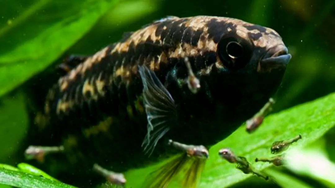 Goldeneye Cichlid