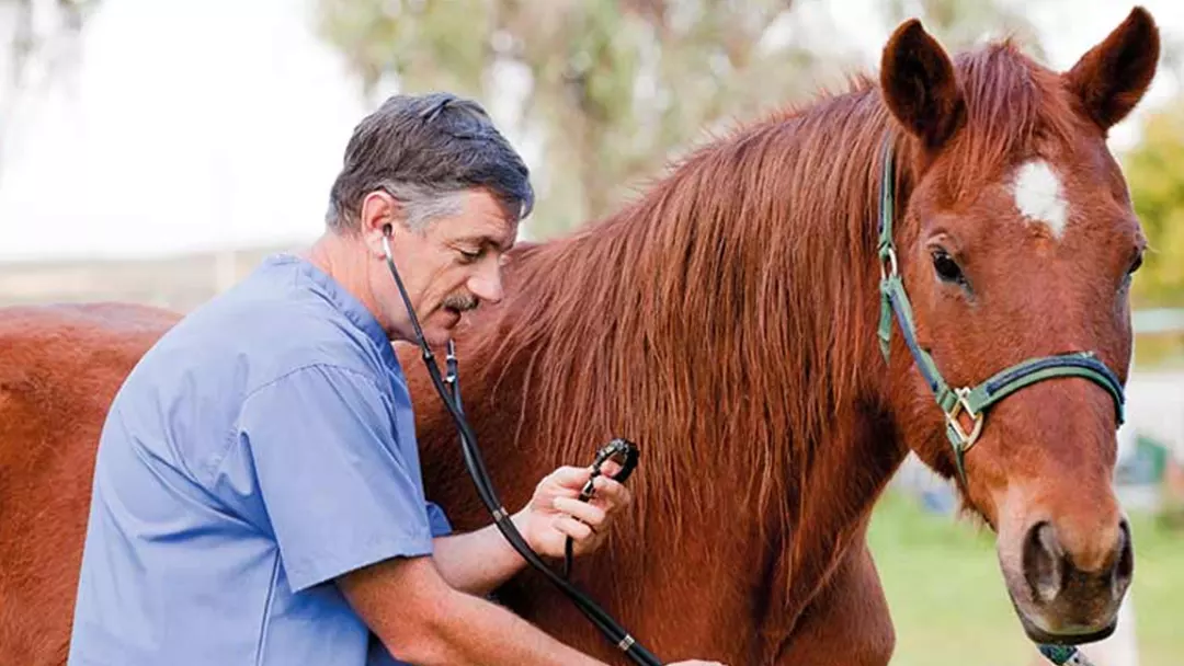 Help Your Horse Live Longer