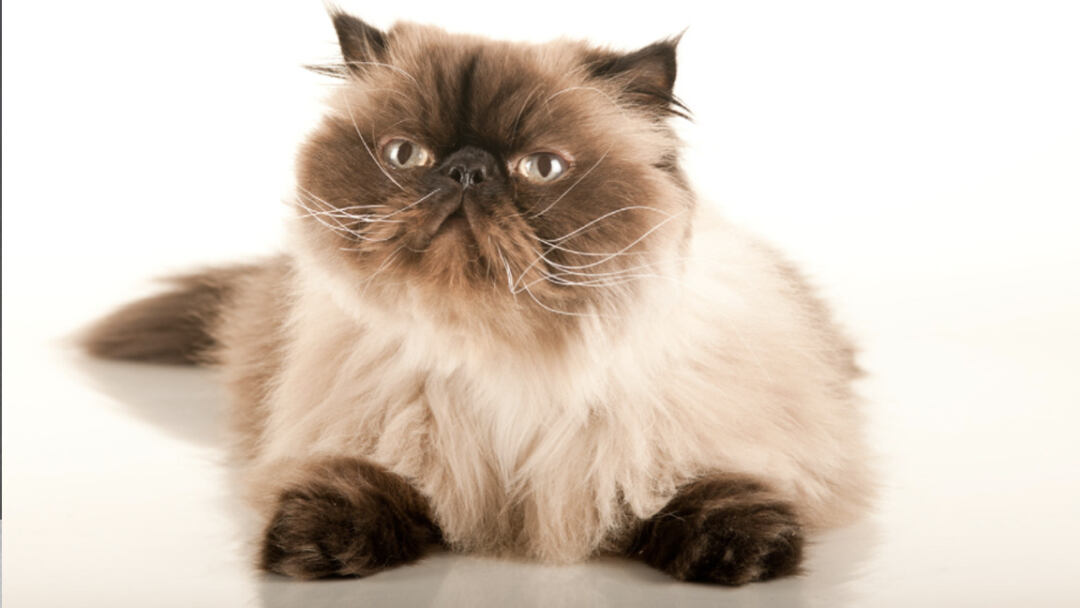 Himalayan-Cat