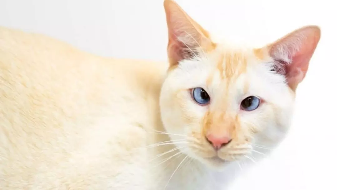 History Of Flame Point Siamese