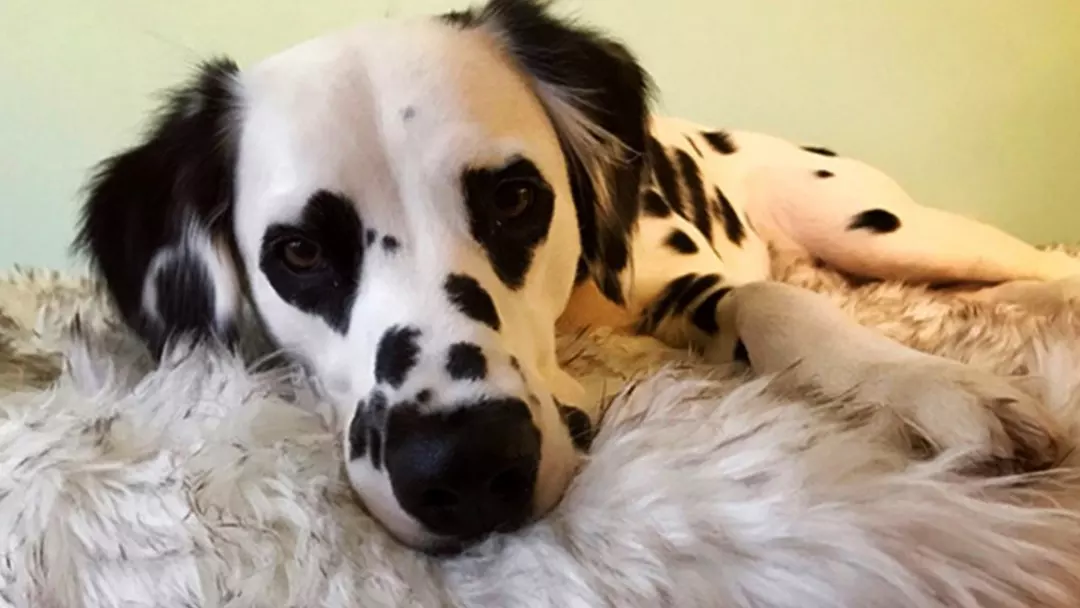 History Of Long Haired Dalmatian