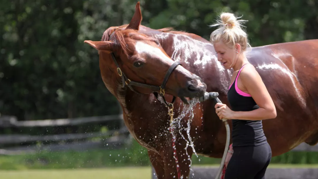 Horse Health