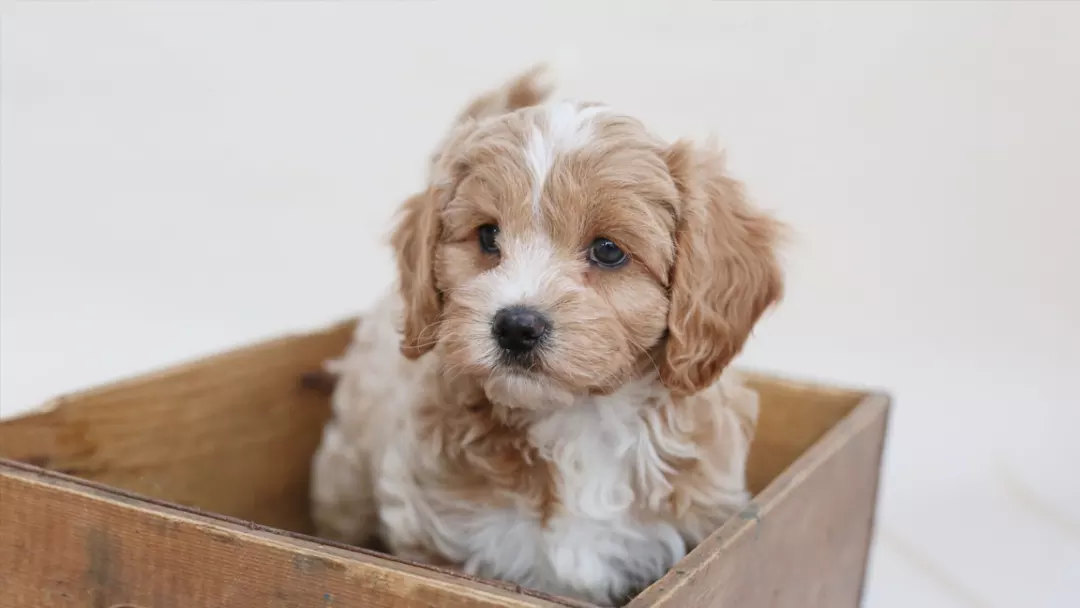 How To Care for Cavapoo Puppies