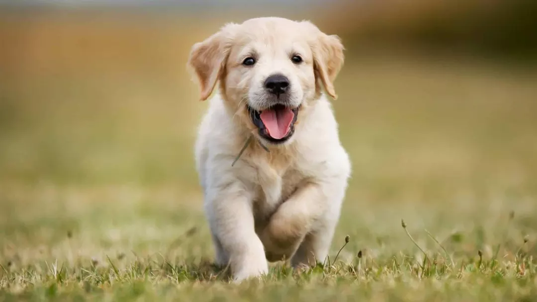 How To Take Care of Golden Retriever