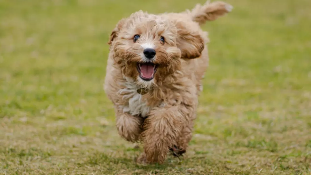 Train Cavapoo Puppies