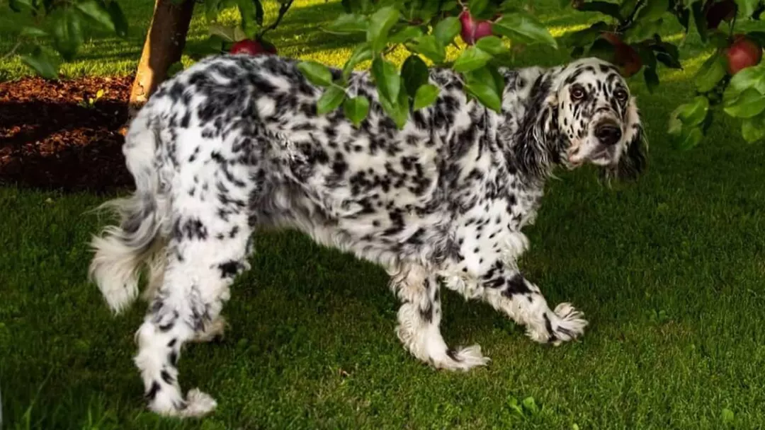 How To Train Long Haired Dalmatian