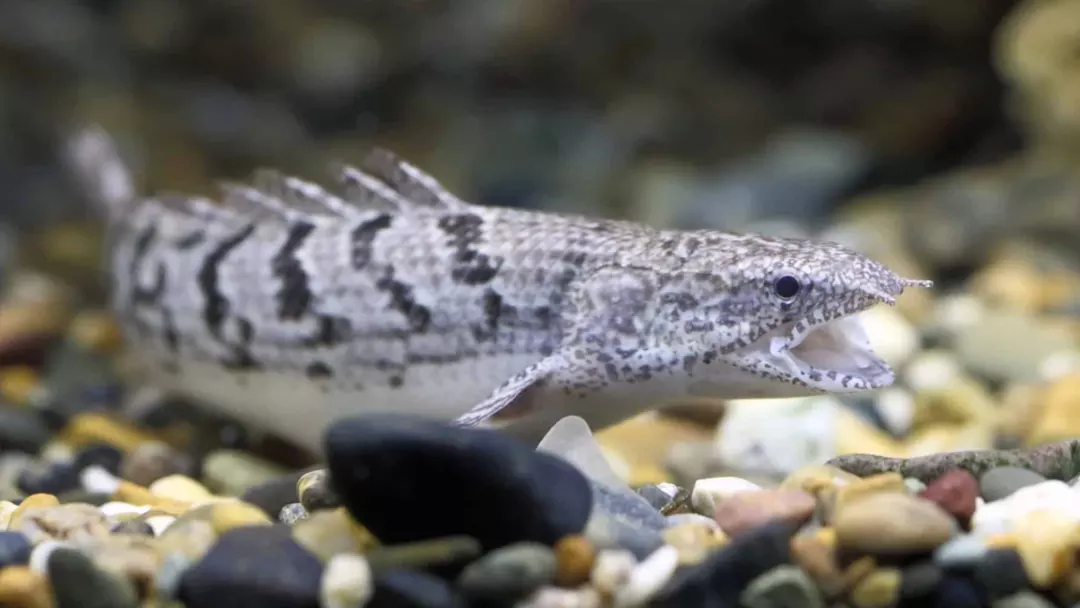 How to Breed Full Grown Dinosaur Bichir