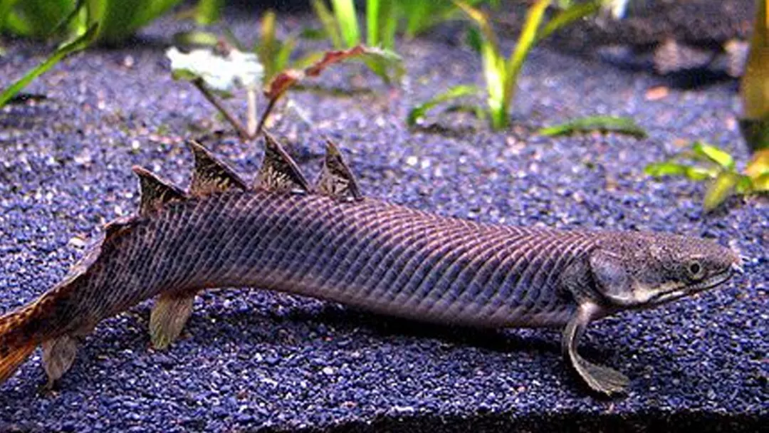 How to Care for Dinosaur Bichir