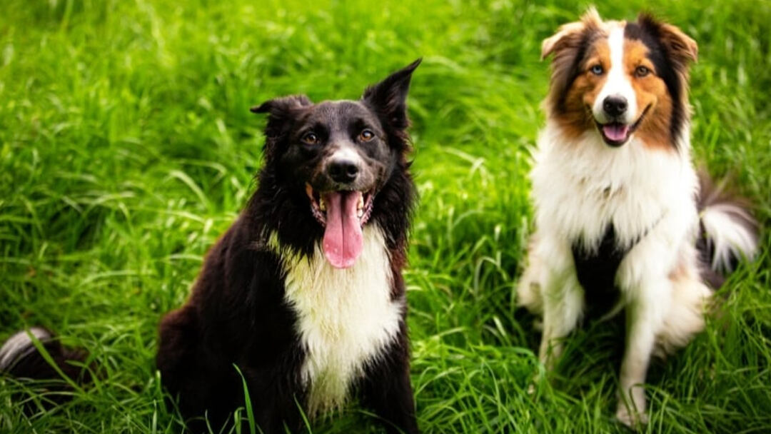 australian shepherd border collie mix