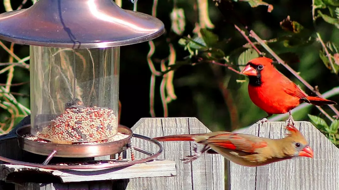 Incredible Feeders for Cardinal