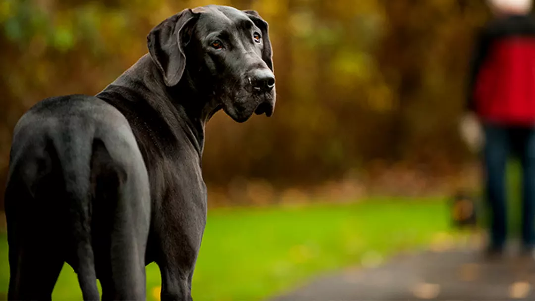Interesting Facts and Characteristics About Great Dane Dogs