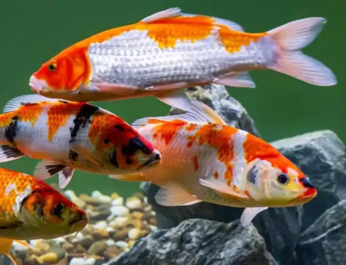 Koi Fish: All you Need to Know About Keeping and Breeding them