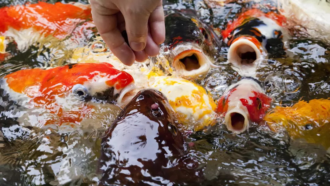 Koi Fish diet