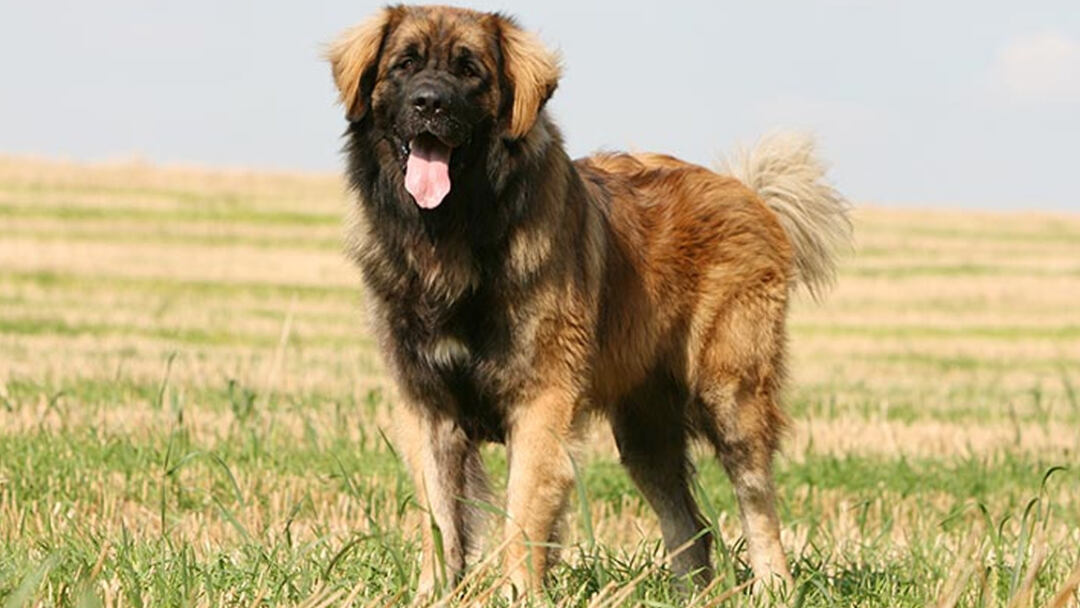 biggest dog breed