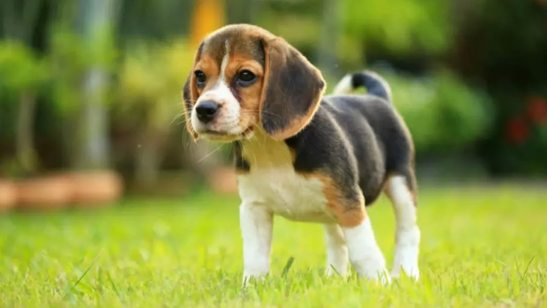 Lifespan of Beagles