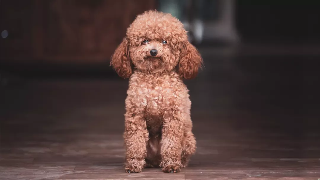 Miniature Poodle