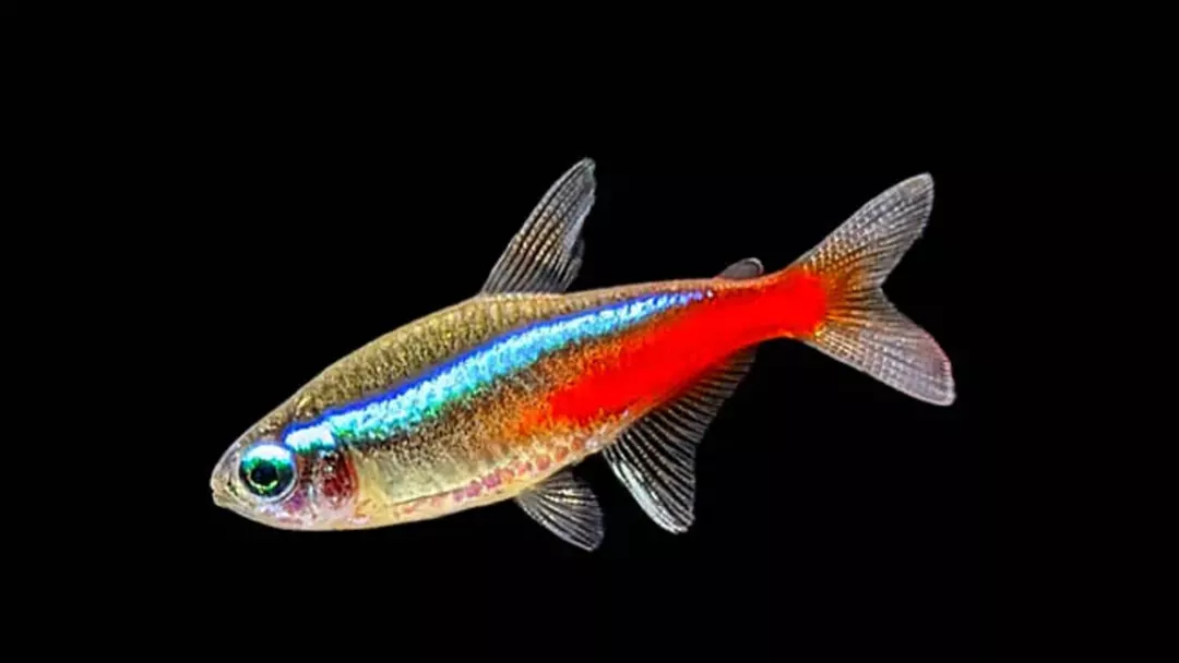 Neon Tetra