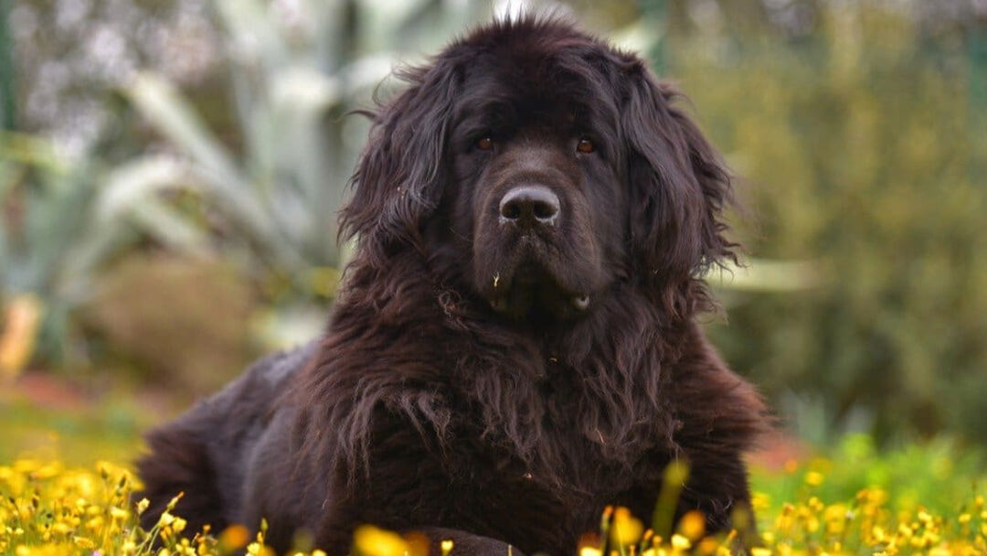 largest dog breed