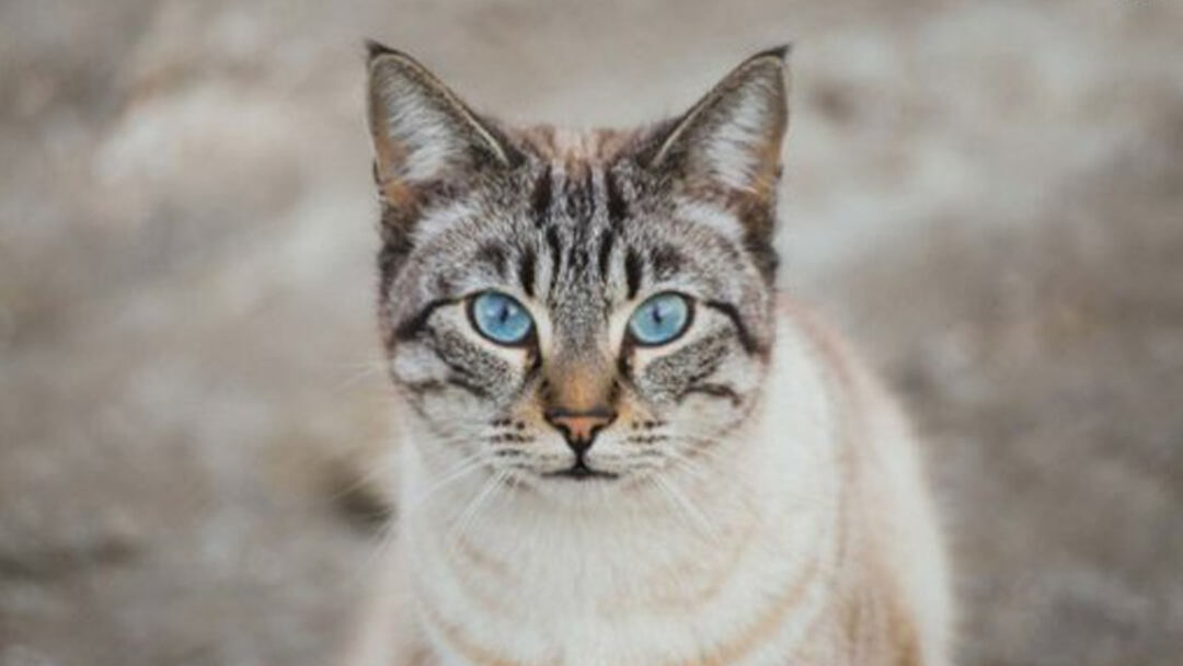 Ojos-Azules-Cat