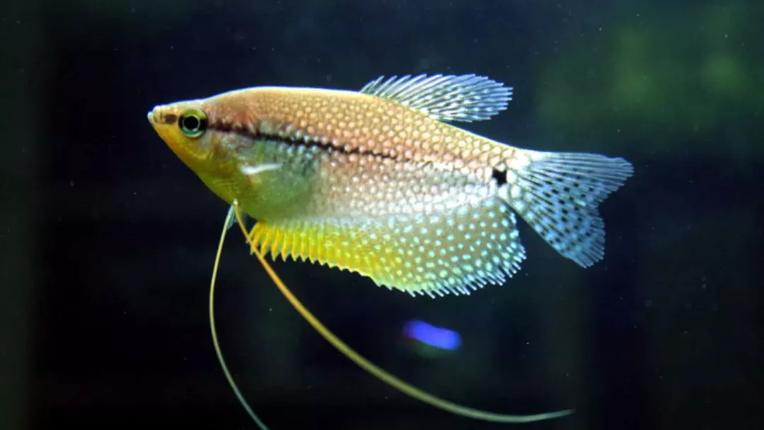 Pearl Gourami