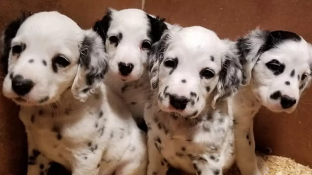 Possible Health Factors in Brown Long Haired Dalmatian