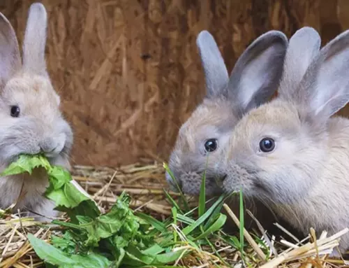 Rabbit Breeding: How High Can They Jump and the Impact on Health