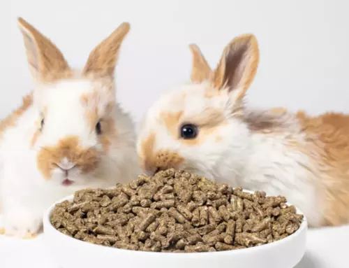 Rabbit Diet 101: Can Rabbits Eat Cauliflower, Broccoli, Zucchini, and Cucumbers?