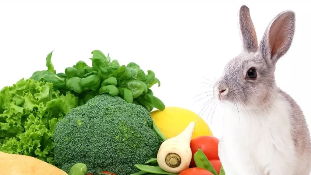 Rabbit's Limited Vegetable Intake