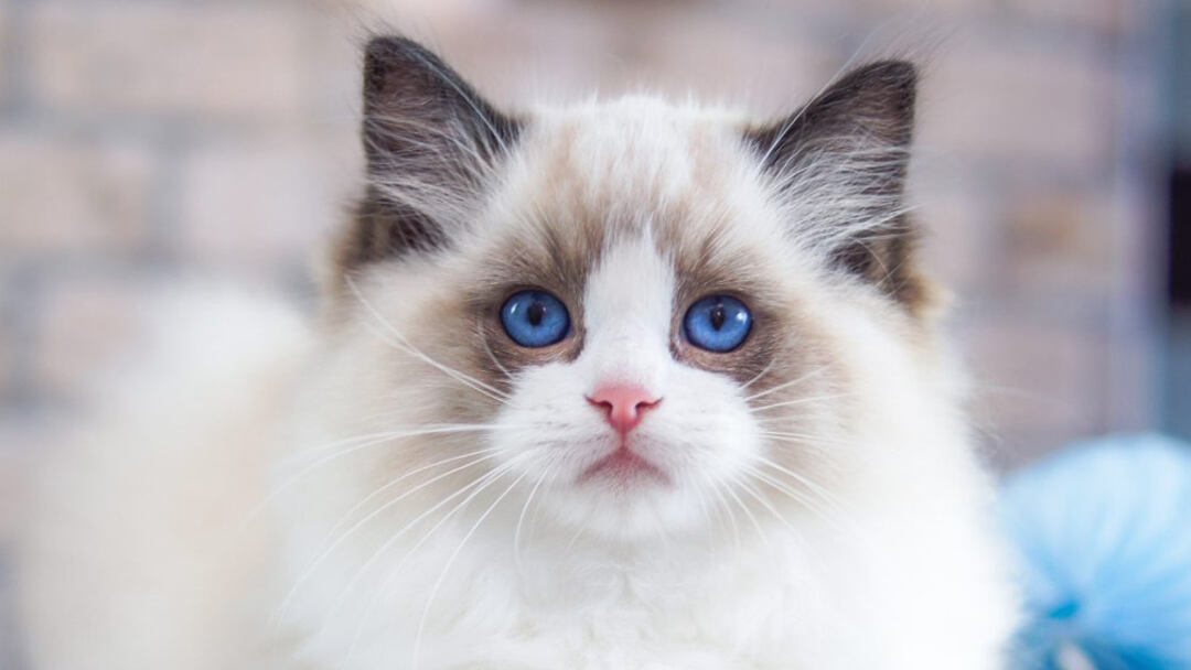 Ragdoll-Cat