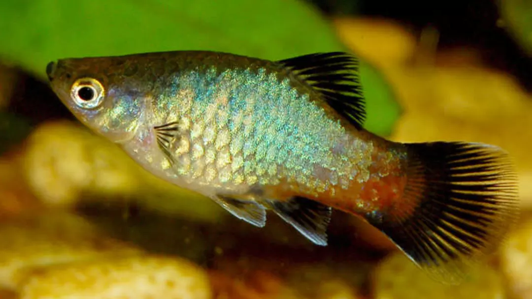 Rainbow Platy