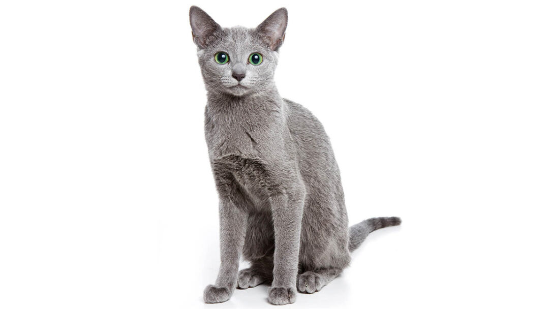 Russian-Blue