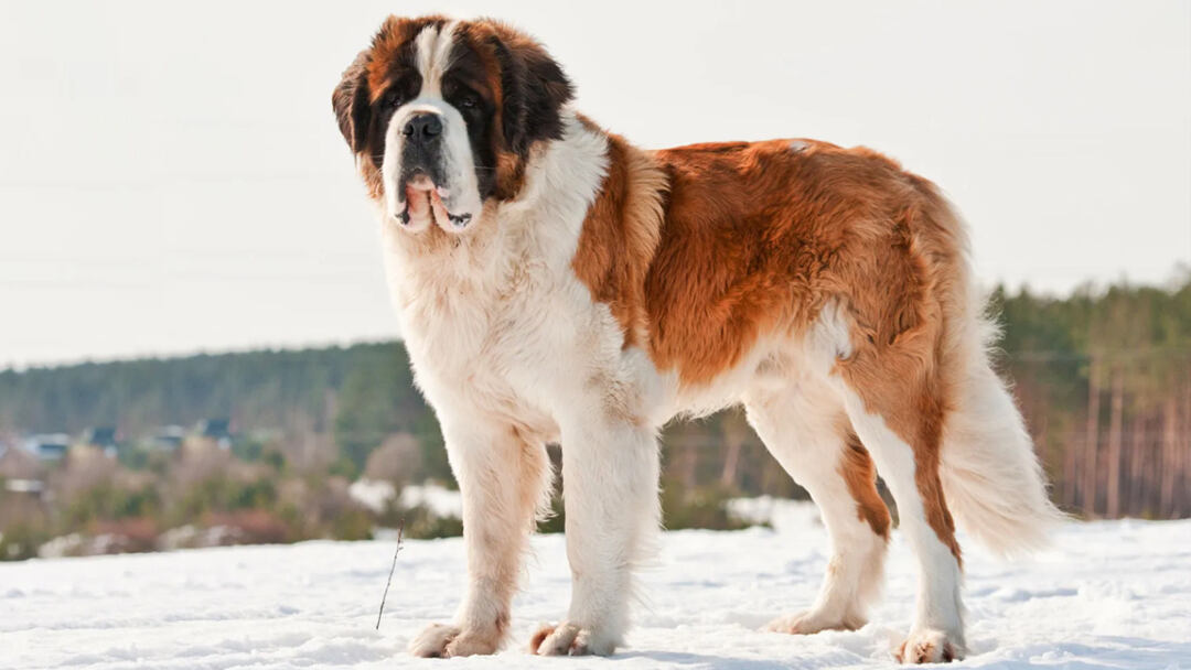 largest dog breed